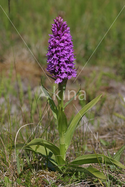 Southern Marsh-orchid (Dactylorhiza praetermissa)