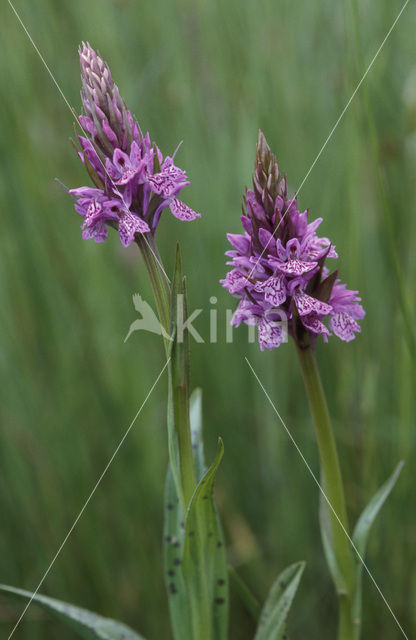 Southern Marsh-orchid (Dactylorhiza praetermissa)