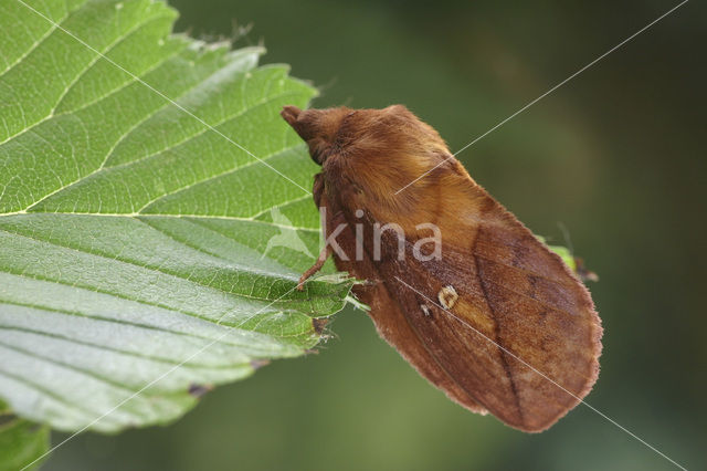 Rietvink (Euthrix potatoria)