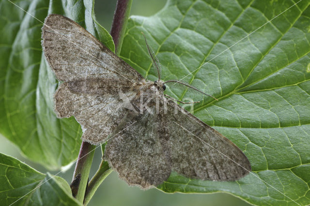 Ringspikkelspanner (Hypomecis punctinalis)