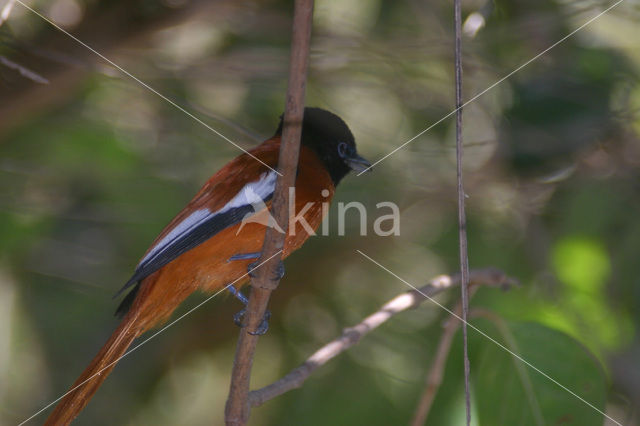 Roodbuikparadijsmonarch (Terpsiphone rufiventer)