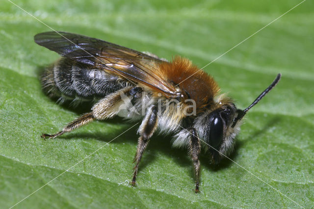 Roodgatje (Andrena haemorrhoa)