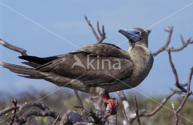 Roodpootgent spp (Sula sula websteri)