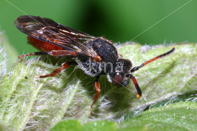 Roodzwarte dubbeltand (Nomada fabriciana)