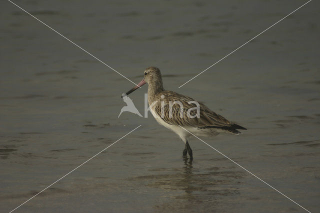 Rosse Grutto (Limosa lapponica)