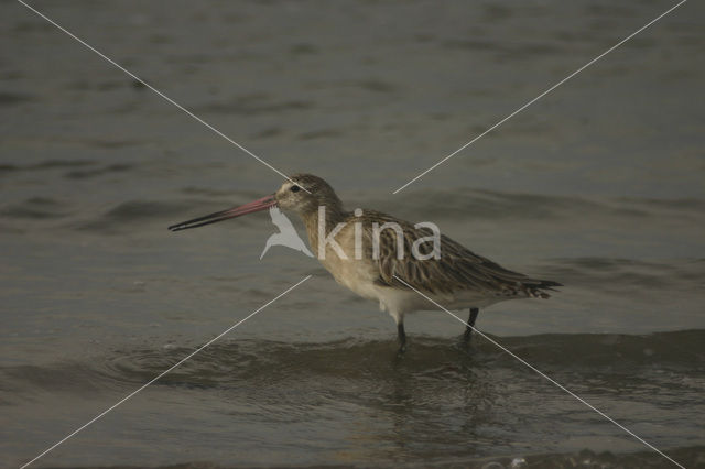 Rosse Grutto (Limosa lapponica)