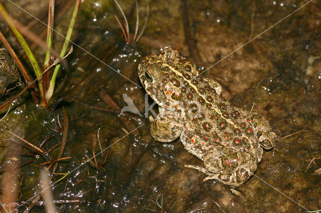 Rugstreeppad (Bufo calamita