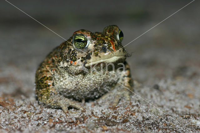 Rugstreeppad (Bufo calamita