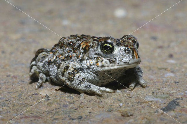 Rugstreeppad (Bufo calamita