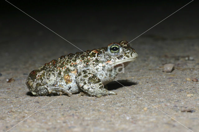 Rugstreeppad (Bufo calamita