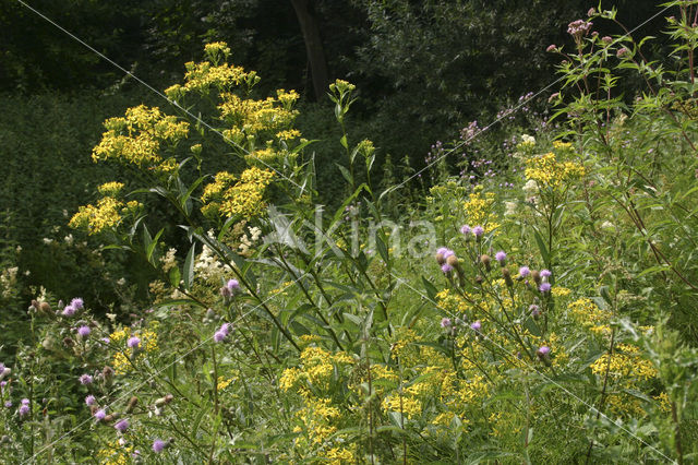 Schaduwkruiskruid (Senecio ovatus)