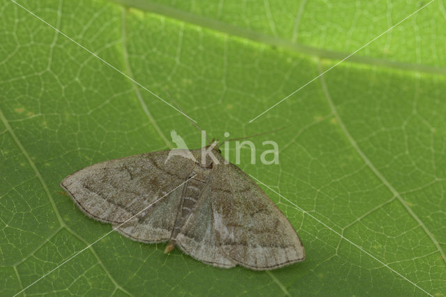 Schaduwsnuituil (Herminia tarsicrinalis)