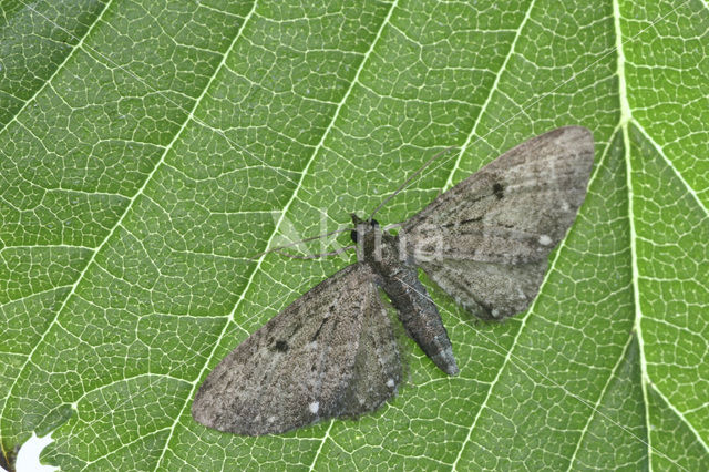 Schermbloemdwergspanner (Eupithecia tripunctaria)