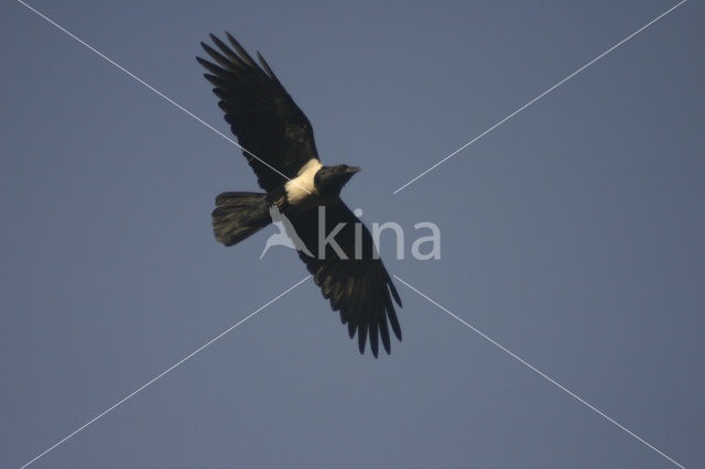 Schildkraai (Corvus albus)