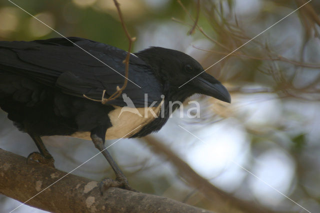 Schildkraai (Corvus albus)