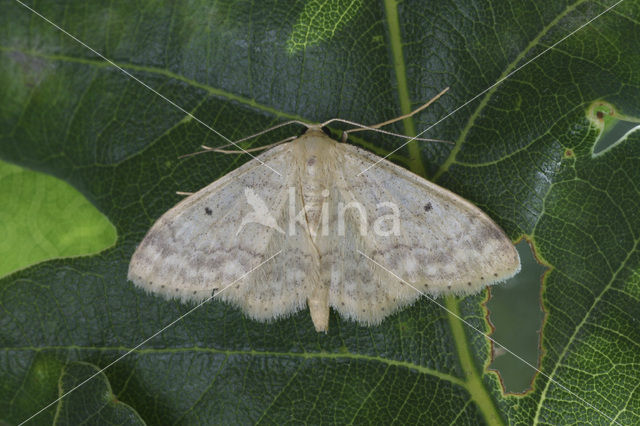 Schildstipspanner (Idaea biselata)