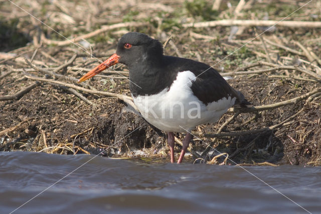 Scholekster (Haematopus ostralegus)