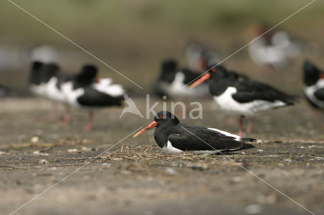 Scholekster (Haematopus ostralegus)