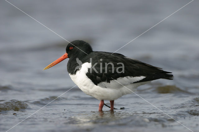 Scholekster (Haematopus ostralegus)