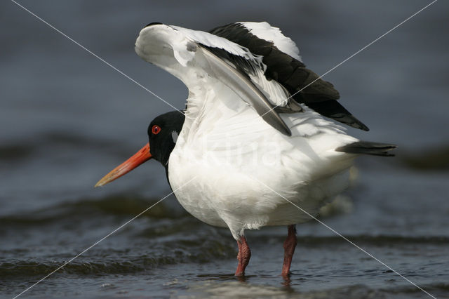 Scholekster (Haematopus ostralegus)