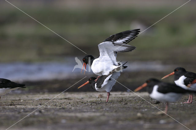 Scholekster (Haematopus ostralegus)