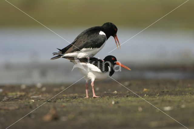 Scholekster (Haematopus ostralegus)