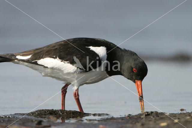 Scholekster (Haematopus ostralegus)