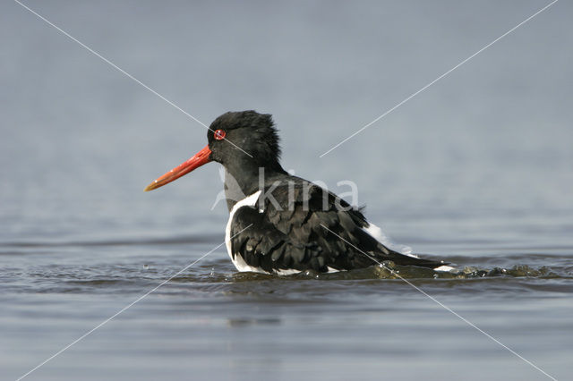 Scholekster (Haematopus ostralegus)