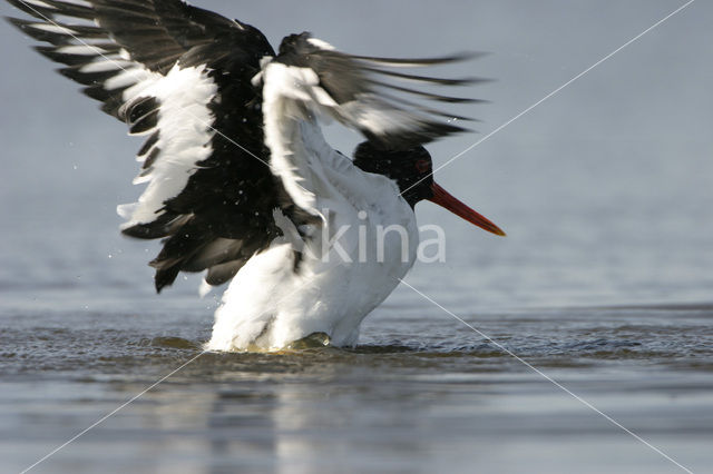 Scholekster (Haematopus ostralegus)