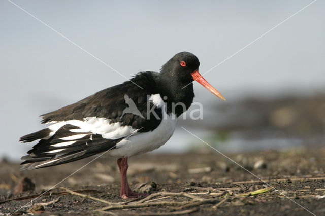 Scholekster (Haematopus ostralegus)