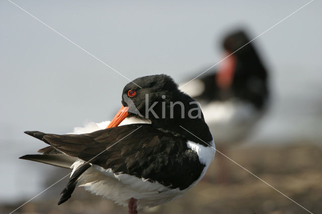 Scholekster (Haematopus ostralegus)