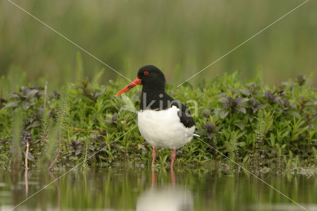 Scholekster (Haematopus ostralegus)