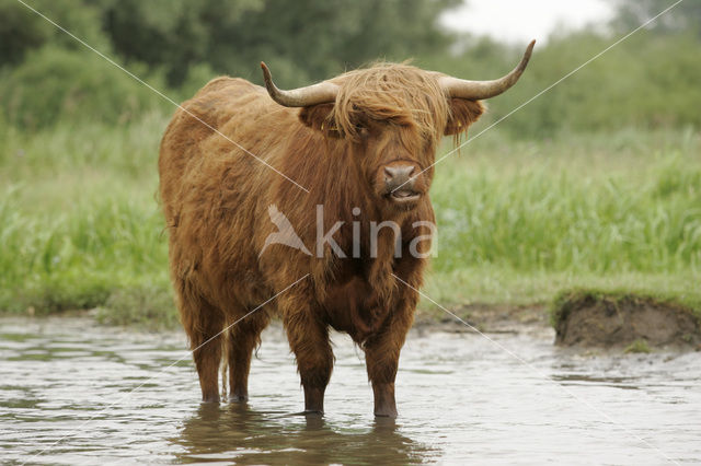 Schotse Hooglander