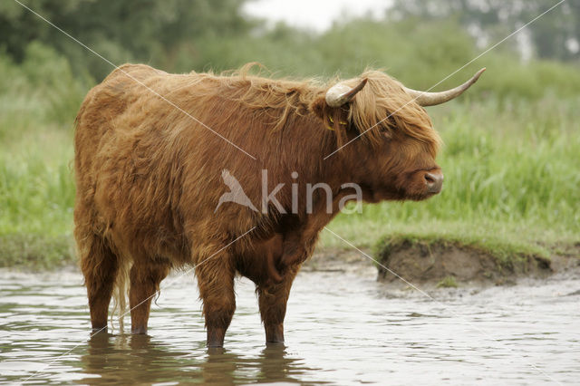 Schotse Hooglander