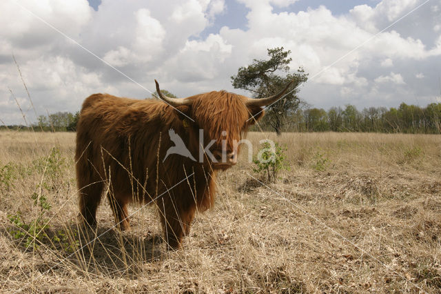 Schotse Hooglander