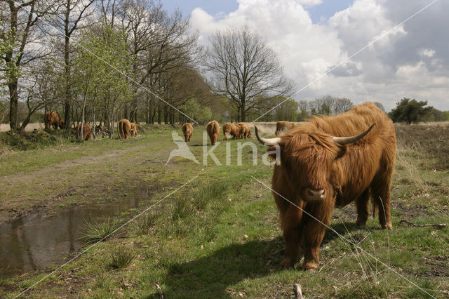 Schotse Hooglander