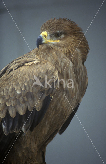 Schreeuwarend (Aquila pomarina)