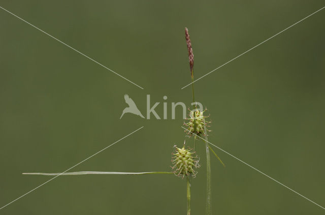 Schubzegge (Carex lepidocarpa)