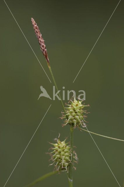 Schubzegge (Carex lepidocarpa)