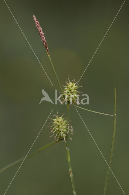 Schubzegge (Carex lepidocarpa)