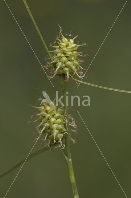 Schubzegge (Carex lepidocarpa)