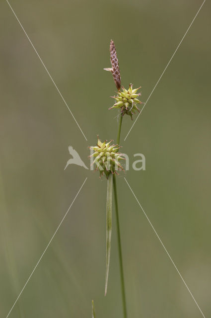 Schubzegge (Carex lepidocarpa)