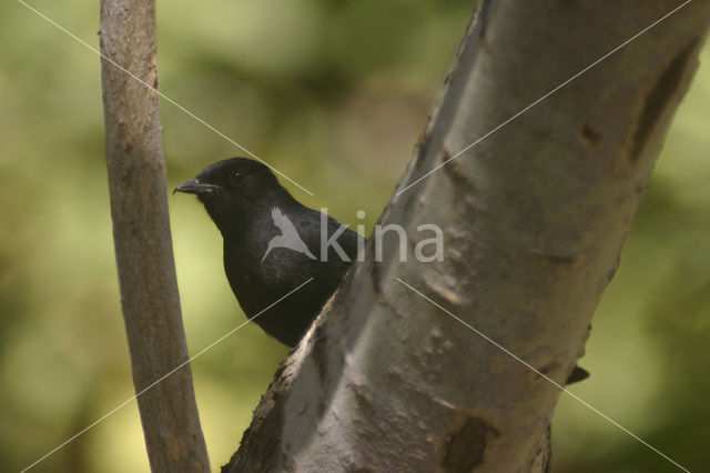 Senegalese Drongovliegenvanger (Melaenornis edolioides)