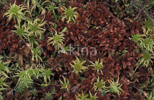 Slank veenmos (Sphagnum recurvum)