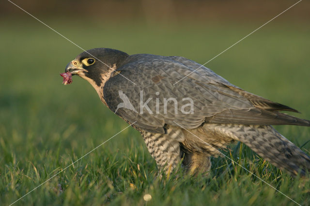 Slechtvalk (Falco peregrinus)