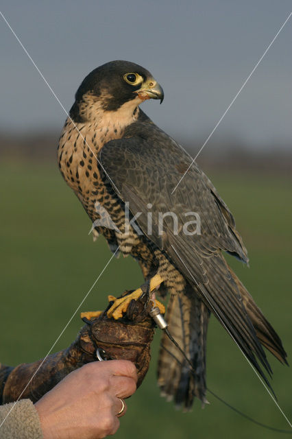 Slechtvalk (Falco peregrinus)