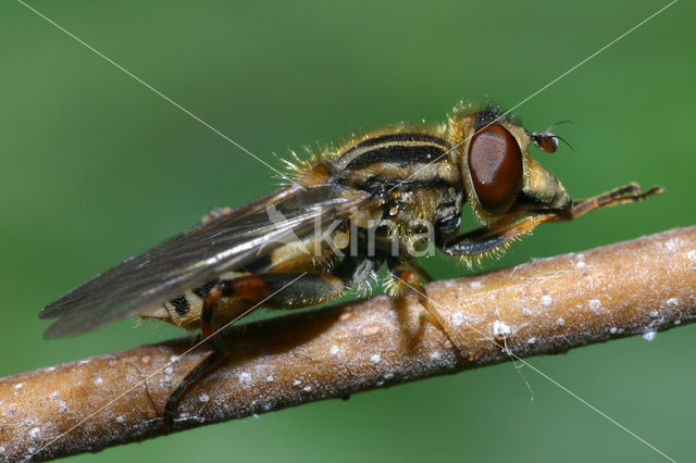 Snuitwaterzwever (Anasimyia lineata)