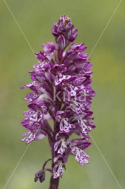 Military Orchid (Orchis militaris)