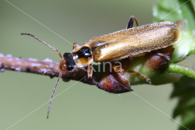 Soldaatje (Cantharis decipiens)