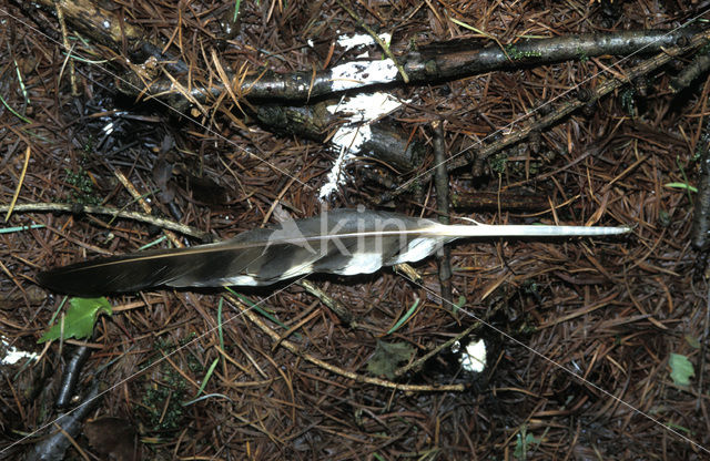 Sperwer (Accipiter nisus)